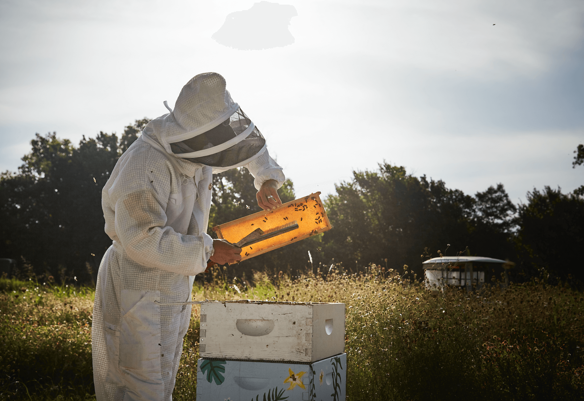 A Brief History of Honey - Nature Nate's